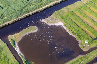 Vue aérienne de Oiseaux marins à l'Ordinger Sielzug à le quartier Brösum in Sankt Peter-Ording dans le département Schleswig-Holstein, Allemagne