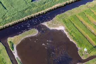 Vue aérienne de Oiseaux de mer à l'Ordinger Sielzug dans un paysage d'étang à le quartier Brösum in Sankt Peter-Ording dans le département Schleswig-Holstein, Allemagne