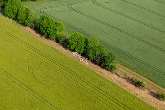Vue aérienne de Vaches à l'ombre à le quartier Mühlberg in Drei Gleichen dans le département Thuringe, Allemagne