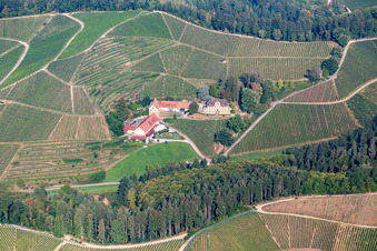 Vue aérienne de Vignes au domaine viticole à le quartier Heimbach in Durbach dans le département Bade-Wurtemberg, Allemagne