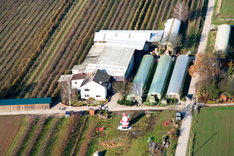 Vue aérienne de Ferme fruitière Zapf à Kandel dans le département Rhénanie-Palatinat, Allemagne