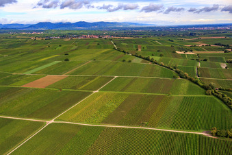 Vue aérienne de Vignobles vers Mörzheim à le quartier Appenhofen in Billigheim-Ingenheim dans le département Rhénanie-Palatinat, Allemagne