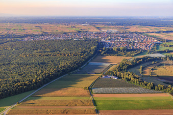 Vue aérienne de Plantations fruitières par Leo Zirker à Rülzheim dans le département Rhénanie-Palatinat, Allemagne
