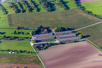 Vue aérienne de Ferme laitière et écuries d'élevage avec des vaches par Thomas Lauer à Wiesloch dans le département Bade-Wurtemberg, Allemagne