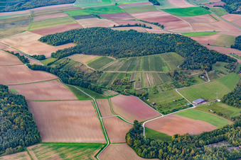 Vue aérienne de Vignoble à le quartier Dertingen in Wertheim dans le département Bade-Wurtemberg, Allemagne