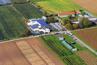 Vue aérienne de Marché agricole de Zapf, ferme de fruits et d'asperges, café de la ferme Zapf à Kandel dans le département Rhénanie-Palatinat, Allemagne
