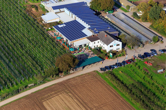 Photographie aérienne de Marché agricole de Zapf, ferme de fruits et d'asperges, café de la ferme Zapf à Kandel dans le département Rhénanie-Palatinat, Allemagne
