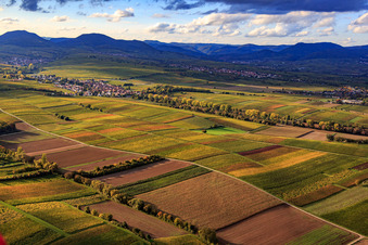 Vue aérienne de Chemin supérieur de Kalmit à travers les vignobles automnaux à Ilbesheim bei Landau dans le département Rhénanie-Palatinat, Allemagne