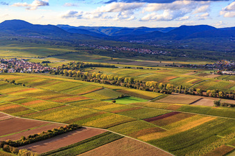 Vue aérienne de Chemin supérieur de Kalmit à travers les vignobles automnaux à Ilbesheim bei Landau dans le département Rhénanie-Palatinat, Allemagne