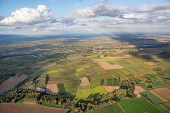 Vue aérienne de Du sud à le quartier Billigheim in Billigheim-Ingenheim dans le département Rhénanie-Palatinat, Allemagne