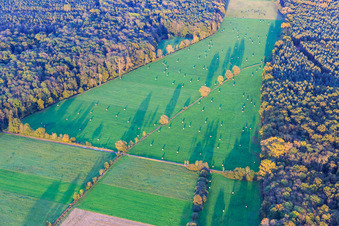 Vue aérienne de Prairies fauchées dans la plaine d'Otterbach à la lumière du soir à Kandel dans le département Rhénanie-Palatinat, Allemagne