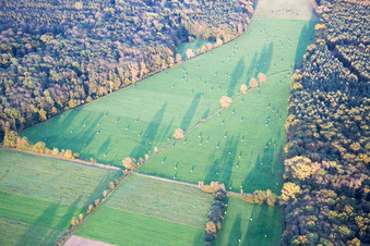 Vue aérienne de Structures de prairies d'un paysage de prairies dans la vallée d'Otterbachtal à Bienwald à Kandel dans le département Rhénanie-Palatinat, Allemagne
