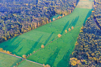 Vue aérienne de Prairies fauchées dans la plaine d'Otterbach à la lumière du soir à Kandel dans le département Rhénanie-Palatinat, Allemagne