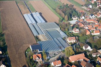 Image drone de Niederrœdern dans le département Bas Rhin, France