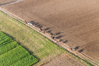 Vue aérienne de Groupe de cavaliers sur un chemin de campagne à Wintzenbach à Mothern dans le département Bas Rhin, France