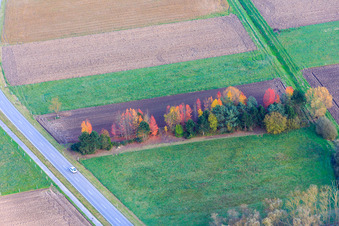 Vue aérienne de Rangée d'arbres aux couleurs automnales entre les champs à le quartier Schaidt in Wörth am Rhein dans le département Rhénanie-Palatinat, Allemagne