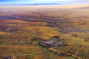 Vue aérienne de Grosskelterei Kleine Kalmit entre des vignobles aux couleurs d'automne à Ilbesheim bei Landau dans le département Rhénanie-Palatinat, Allemagne