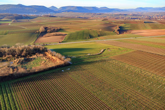 Photographie aérienne de B38 et prairie au centre de recyclage du Centre de recyclage de la Route des vins du Sud à le quartier Ingenheim in Billigheim-Ingenheim dans le département Rhénanie-Palatinat, Allemagne