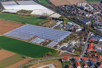 Vue aérienne de Maisons en plastique sur Platanenallee à Zwingenberg dans le département Hesse, Allemagne