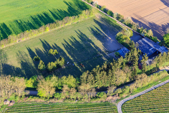 Paddock de Trakehner-Friedrich à Minfeld dans le département Rhénanie-Palatinat, Allemagne hors des airs
