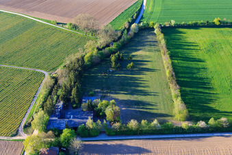 Vue d'oiseau de Paddock de Trakehner-Friedrich à Minfeld dans le département Rhénanie-Palatinat, Allemagne