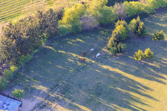 Image drone de Paddock de Trakehner-Friedrich à Minfeld dans le département Rhénanie-Palatinat, Allemagne