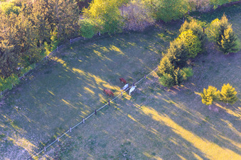 Paddock de Trakehner-Friedrich à Minfeld dans le département Rhénanie-Palatinat, Allemagne du point de vue du drone