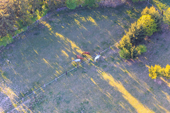 Paddock de Trakehner-Friedrich à Minfeld dans le département Rhénanie-Palatinat, Allemagne d'un drone