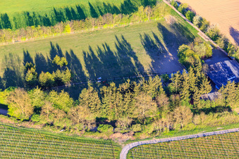 Paddock de Trakehner-Friedrich à Minfeld dans le département Rhénanie-Palatinat, Allemagne vu d'un drone
