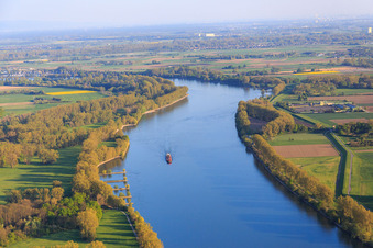 Vue aérienne de Cours du Rhin à Gimbsheim dans le département Rhénanie-Palatinat, Allemagne