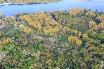 Vue aérienne de Réserve naturelle de l'île Goldgrund Nauaus entre le Rhin et Hagenbacher Altrhein à le quartier Maximiliansau in Wörth am Rhein dans le département Rhénanie-Palatinat, Allemagne