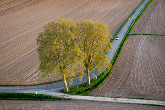 Vue aérienne de Rangée d'arbres au bord d'un champ à Schleithal dans le département Bas Rhin, France