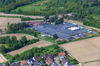Vue oblique de Géraniums Endisch à Hagenbach dans le département Rhénanie-Palatinat, Allemagne