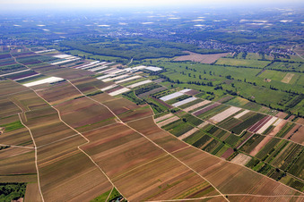 Vue aérienne de Champs de légumes et prairies dans la vallée d'Isenach à Weisenheim am Sand dans le département Rhénanie-Palatinat, Allemagne