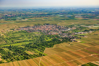 Vue aérienne de Vue d'ensemble de la ville depuis le sud-ouest à Weisenheim am Sand dans le département Rhénanie-Palatinat, Allemagne