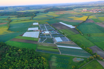 Vue aérienne de Horticulture Dieter Denzer à Grettstadt dans le département Bavière, Allemagne
