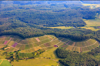 Vue aérienne de Paysage viticole "Wilder Fritz" sur le Diefenbacher Mettenberg et le sentier des amandiers en fleurs Diefenbach à le quartier Diefenbach in Sternenfels dans le département Bade-Wurtemberg, Allemagne