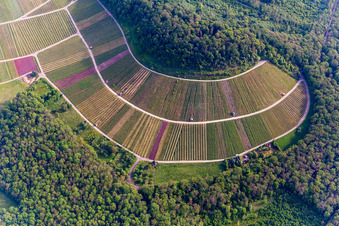 Vue aérienne de Paysage viticole « Wilder Fritz » à le quartier Diefenbach in Sternenfels dans le département Bade-Wurtemberg, Allemagne