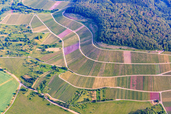 Vue aérienne de Paysage viticole « Wilder Fritz » à le quartier Diefenbach in Sternenfels dans le département Bade-Wurtemberg, Allemagne