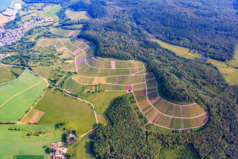 Vue oblique de Paysage viticole "Wilder Fritz" sur le Diefenbacher Mettenberg et le sentier des amandiers en fleurs Diefenbach à le quartier Diefenbach in Sternenfels dans le département Bade-Wurtemberg, Allemagne
