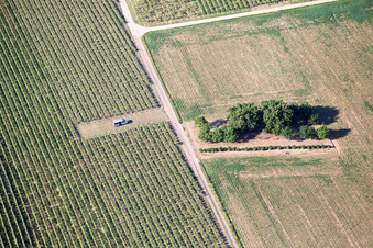 Vue aérienne de Billigheim-Ingenheim dans le département Rhénanie-Palatinat, Allemagne