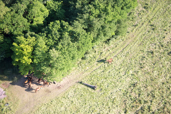 Neewiller-près-Lauterbourg dans le département Bas Rhin, France vue du ciel