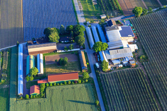 Vue aérienne de Marché fermier de Zapf à Kandel dans le département Rhénanie-Palatinat, Allemagne