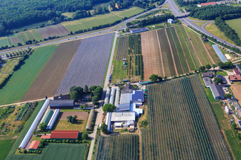 Photographie aérienne de Marché fermier de Zapf à Kandel dans le département Rhénanie-Palatinat, Allemagne