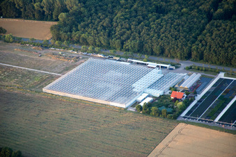 Vue aérienne de Serres de géraniums Endisch à le quartier Dreihof in Essingen dans le département Rhénanie-Palatinat, Allemagne