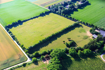 Enregistrement par drone de Paddock de Trakehner-Friedrich à Minfeld dans le département Rhénanie-Palatinat, Allemagne