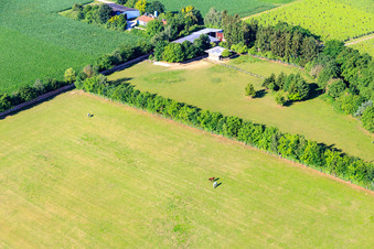 Vue oblique de Paddock de Trakehner-Friedrich à Minfeld dans le département Rhénanie-Palatinat, Allemagne