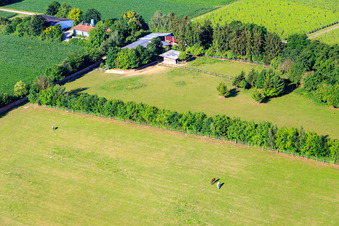 Paddock de Trakehner-Friedrich à Minfeld dans le département Rhénanie-Palatinat, Allemagne d'en haut