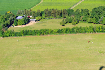 Vue d'oiseau de Paddock de Trakehner-Friedrich à Minfeld dans le département Rhénanie-Palatinat, Allemagne