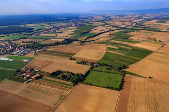 Enregistrement par drone de Paddock de Trakehner-Friedrich à Minfeld dans le département Rhénanie-Palatinat, Allemagne